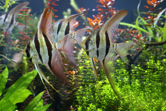 Group of freshwater angelfish swimming among lush aquatic plants in a vibrant planted aquarium