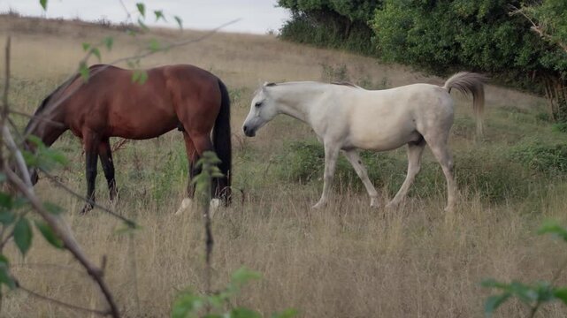 Horses eating grass together on a summer afternoon