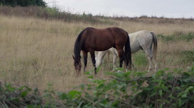 Horses roaming free, eating in the forest