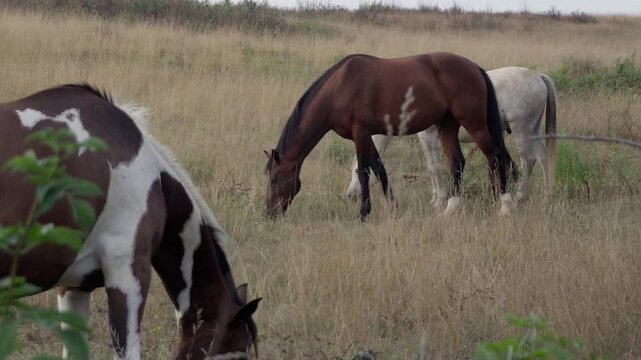 Horses eating grass on a summer afternoon