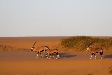 The Oryyx has adapted to the waterless hot conditions of the Namib Desert © Peter
