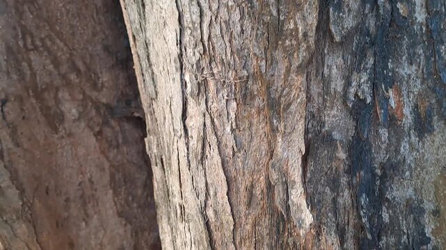 Outdoor park video of various tree bark textures filmed top to bottom and left to right. Features rough trunks, decaying wood, moss, and vines. Natural wood texture footage for background and nature.