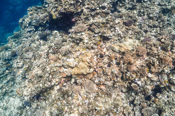 Colorful Coral Reef Wall with Diverse Hard Corals Underwater © Satoshi