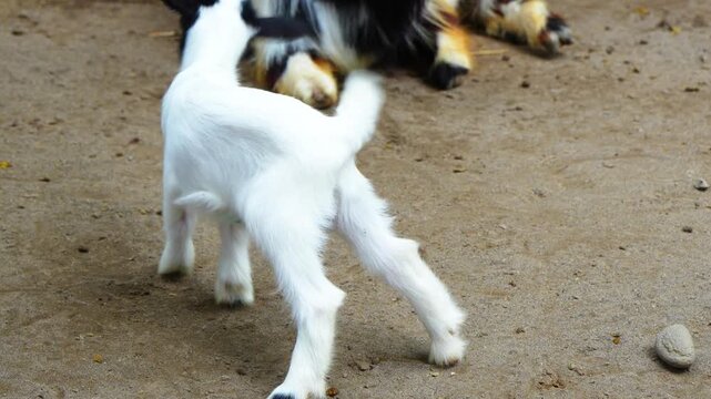 white and black furred goat kids are in the pen