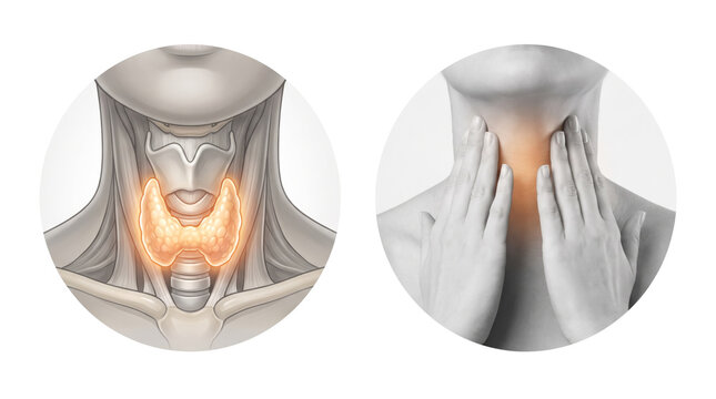 Title (118 characters, 1 comma):
Thyroid Disorder, neck gland anatomy hand medical health concept illustration circles white background isolated