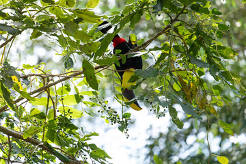 Fototapeta premium Yellow-throated Toucan perched upsidedown on a branch of a Citerne tree among lush green leaves and unripe green berries in a primary rainforest canopy. Venecia, San José, Costa Rica.