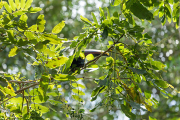 Fototapeta premium Yellow-throated Toucan (Ramphastos ambiguus) perched on a branch of a Citerne tree surrounded by dense green leaves and unripe berries in a tropical rainforest canopy. Venecia, San José, Costa Rica.
