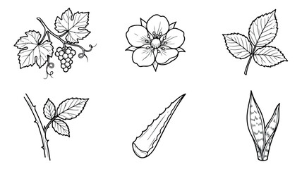 Obraz premium Vintage botanical line art collection, 6 hand drawn floral and plant icons, black and white engraved garden elements, vector nature illustrations