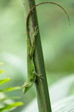 Daytime vertical close-up view of a Neotropical Green Anole (Anolis biporcatus) clinging head-down to a plant stem with its long tail curved in a primary rainforest. Venecia, San Jos&eacute;, Costa Rica.