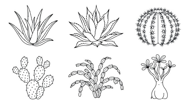 Minimalist cactus line art collection, hand drawn desert succulent vector set, black and white botanical illustrations for coloring and design