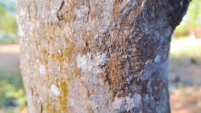 Outdoor park video of various tree bark textures filmed top to bottom and left to right. Features rough trunks, decaying wood, moss, and vines. Natural wood texture footage for background and nature.