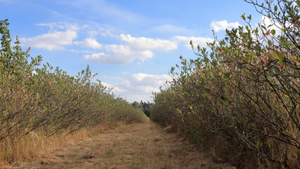 Agricoltura 