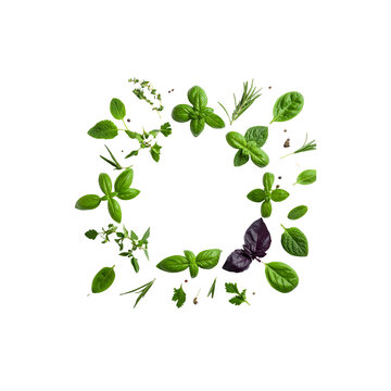 Close-up of fresh Thai basil leaves on a white background.
