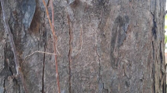 Outdoor park video of various tree bark textures filmed top to bottom and left to right. Features rough trunks, decaying wood, moss, and vines. Natural wood texture footage for background and nature.