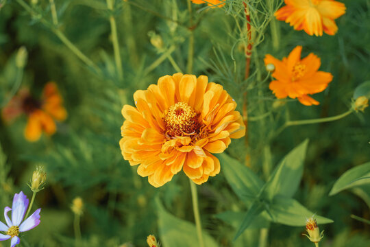 A close-up shot of a vibrant yellow-orange zinnia flower blooming beautifully in a garden, surrounded by soft, blurred green leaves. Captured in natural daylight