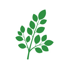 Green Moringa Leaf Branch Icon. © Erik
