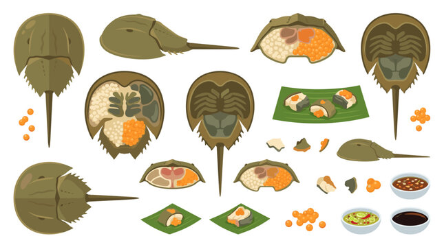 Set of horseshoe crab icons illustrating various poses, anatomy, cooked dish on banana leaf, dipping sauces, marine biology, asian culinary