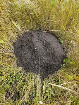 molehill, mole burrow, mound of earth thrown up by a mole while constructing its tunnel