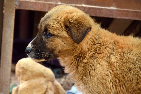 Cachorro de perro con mirada triste en Petra, Jordania, Oriente Medio