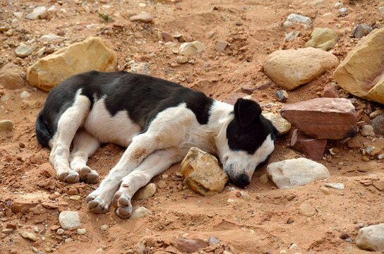 Perrito dormido entre las piedras de Petra, Jordania, Oriente Medio