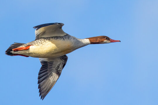 common merganser