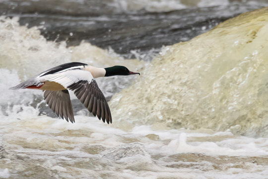 common merganser
