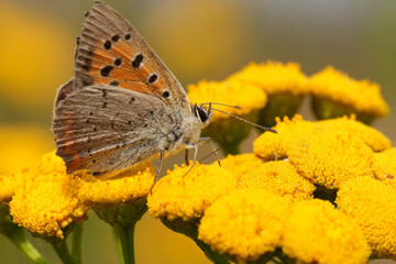 Fototapeta premium Vibrant orange Common copper, Lycaena phlaeas butterfly, with delicate wings perches on bright yellow flowers, captured in a close-up outdoor scene