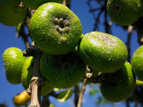 The wild *Ficus hispida* fruit looks green and abundant.