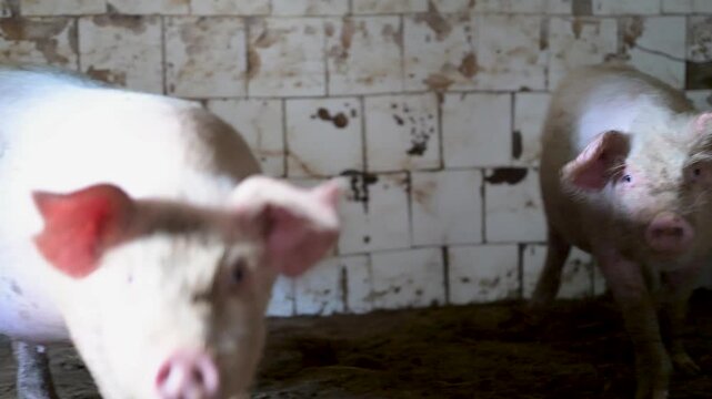 Small pig stands in muddy, tiled animal pen
