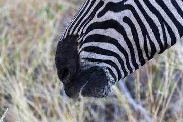 The zebra of the Etosha Park of Namibia © Peter