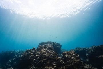 Fototapeta premium Sunbeams Filtering Through Tropical Ocean Above Coral Reef