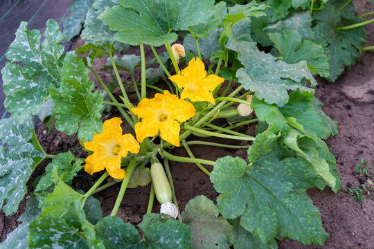 Zucchini Plant with One Fruit and Three Open Blossoms Top View