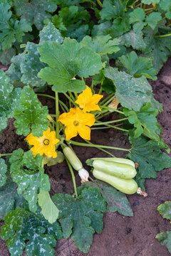 Harvested Zucchini with Flowering Plant in Rural Vegetable Garden