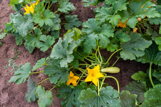 Three Healthy Zucchini Plants with Fruits and Yellow Blossoms in Garden