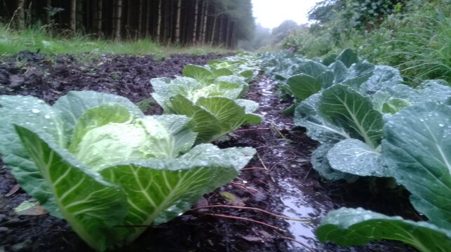Lush Green Cabbage Patch with Dew Drops in a Rural Farm Setting.