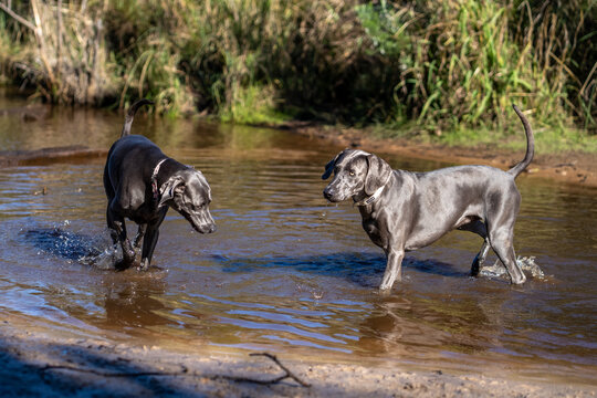 weimaraner dog playing in the water