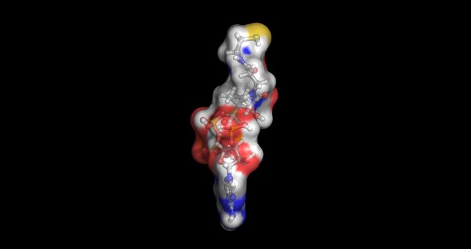 Coenzyme A, molecule for cell energy and metabolism, 3D molecule 4K spinning
