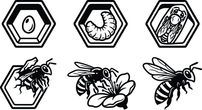 Hexagon framed bee and insect line art icons in black and white vector