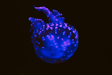Bright jellyfish floating in dark water aquarium during evening hours © Heart in pictures