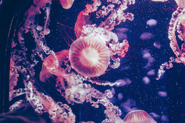 Many jellyfish swim in a large tank at an aquarium during an evening visit © Heart in pictures