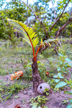 Small palm tree sprouting from coconut seed. 