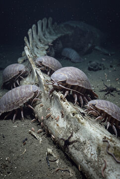 Giant isopods feeding on whale bones