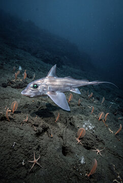 Underside view of a swimming fish in deep waters