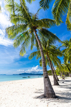 Tropical sand beach in the Philippines with palm trees as a perfect holiday getaway