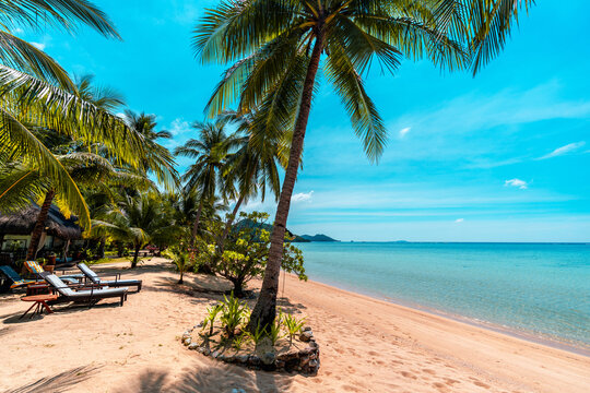Tropical sand beach in the Philippines with palm trees as a perfect holiday getaway