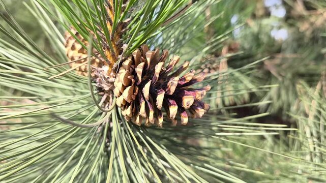 Majestic Coulter pine cones hang among the deep green needles, showcasing natures bold textures and earthy tones striking botanical detail perfect for design, education, and nature themed projects