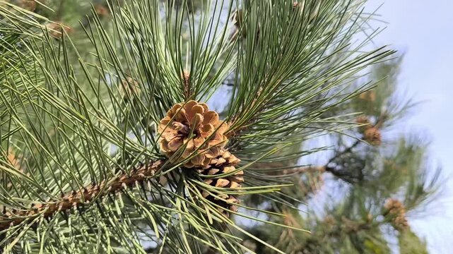Majestic Coulter pine cones hang among the deep green needles, showcasing natures bold textures and earthy tones striking botanical detail perfect for design, education, and nature themed projects