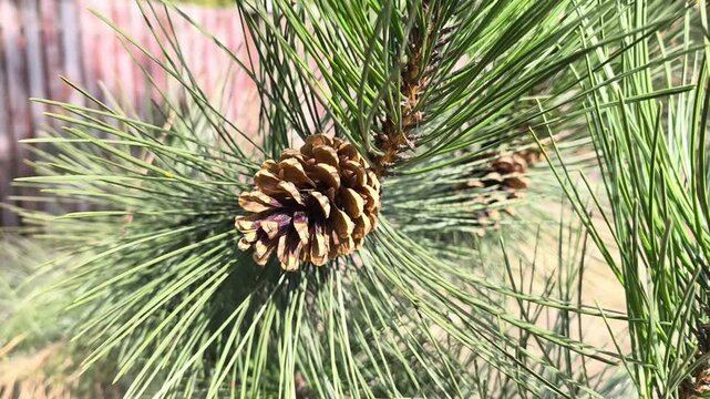 Majestic Coulter pine cones hang among the deep green needles, showcasing natures bold textures and earthy tones striking botanical detail perfect for design, education, and nature themed projects