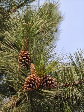 Rich brown Pinus coulteri pine cones nestle among long, silvery green needles, revealing nature rugged beauty and intricate textures compelling botanical study for design, education and editorial use