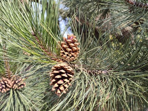 Rich brown Pinus coulteri pine cones nestle among long, silvery green needles, revealing nature rugged beauty and intricate textures compelling botanical study for design, education and editorial use